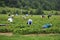 Picking strawberries