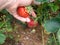 Picking strawberries