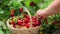 Picking strawberries in a basket