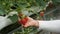 Picking strawberries in a garden house, farm in a modern agricultural style