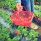 Picking strawberry in garden