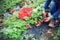 Picking strawberry in garden