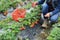 Picking strawberry in garden