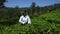 picking tea on plantation, on January 2016 in Nuwara Eliya, Sri Lanka