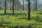 Picking tea on a Tamil Nadu estate