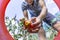 Picking a tomato at a home farm, a man lays a ripped tomato in a bucket