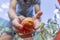 Picking a tomato at a home farm, a man lays a ripped tomato in a bucket