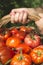 Picking tomatoes in basket