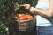 Picking tomatoes in basket