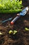 Picking and transplanting seedlings into the soil.garden shovel, picking tool and seedlings .Chinese cabbage seedling