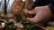 Picking up huge mushroom lepista nuda, also clitocybe nuda wood blewit mushroom in the autumn forest day. Mushroomer