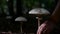 Picking up mushrooms in the forest. Mushrooming in woods at sunset, parasol mushroom Macrolepiota procera