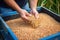 picking wheat berries from a bulk container to make rejuvelac