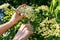 Picking white elderflower flowers. A woman breaking the flowers to prepare a medicinal syrup