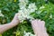 Picking white elderflower flowers. A woman breaking the flowers to prepare a medicinal syrup