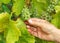 Picking White Wine Grapes