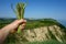 Picking wild asparagus