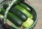 Picking Zucchini Plants. Zucchini,green squash, cabbage harvest in the rural basket