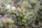 Pickle plant Delosperma echinatum, many white flowers