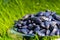 Pickled, blue, ready-to-plant sunflower seeds against soil and grass