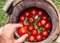 Pickled tomatoes with herbs in the wooden cask