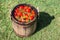 Pickled tomatoes with herbs in the wooden cask