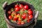 Pickled tomatoes with herbs in a wooden cask.