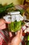 Pickling cucumbers, pickling - hands close-up, cucumber, herbs,