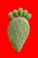 Pickly pear green opuntia cactus paw with fingers isolted on bright red background. Barbed painful feet disease concept