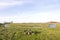 picknick area and meadows in waterland near uitdam in noord-holland