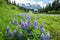 Pickup truck and camper driving past field of purple lupin wildflowers on the Richardson Highway in Alaska`s Delta Mountains