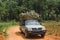 A pickup truck carries pineapples from the farm for processing.