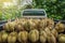 Pickup truck in an orchard full of fresh durian