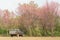 Pickup Truck under Wild Himalayan Cherry Tree in Phu Lom Lo Thailand