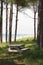 Picnic Area, Cape Lookout