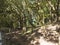 Picnic area next to road at Raso de La Bruma part of laurisilva forest with mossy laurel trees. Garajonay National Park