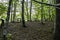 Picnic Area with Wooden Bench Tables and Chairs in the Forest