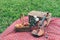 Picnic basket fruit bakery and violin on red cloth in garden