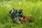 Picnic basket outdoors in grass with bread, pastry, fruits and other food