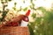 Picnic basket with wine, strawberries and flowers on blurred background