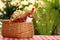 Picnic basket with wine, strawberries and flowers on checkered tablecloth against blurred background