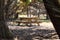 Picnic bench hidden in a clearing