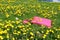 Picnic blanket in meadow