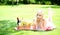Picnic. Blonde young woman with basket
