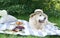Picnic with Dog Golden Retriever Labrador Instagram Style Food Fruit Bakery Berries Green Grass