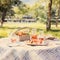 Picnic Dreams: An Intimate Al Fresco Dining Experience