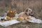 Picnic on the grass. Wicker basket with milk, grapes and bread on a blanket.Nearby is a dog and various items.