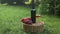 Picnic with one glasses and bottle of the rose wine on a picnic basket in autumn vineyard, Poland. Harvest time