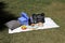 Picnic in the pandemic. Basket with wine, seeds, edible fruits and protective masks for clinical use. black board for message