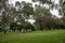 Picnic park and walking path near Loch McNess Lake in Yanchep National Park